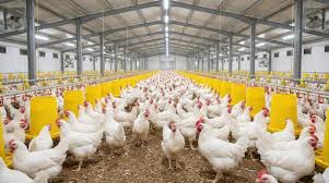 Poultry Farming